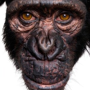 Chris Boot Fotografia Libro Inglese 120 Pagine Collezioni-0